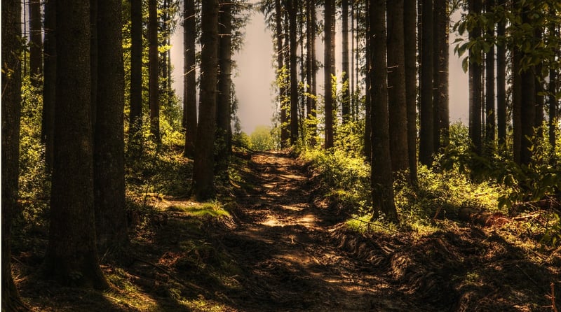 Enchanted Forest